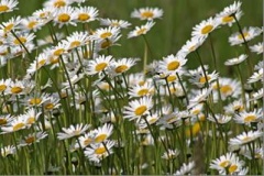 Marguerite daisy.jpg
