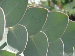 Eucalyptus silverdollartree.jpg