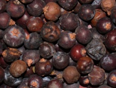 Juniper berries-1.jpg