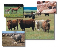 Livestock.jpg